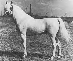 Welsh horse.