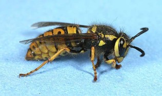 A small yellow bug with black wings and black stripes on its head and thorax.