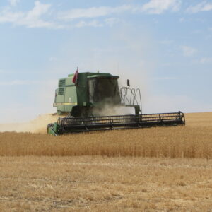 Combine harvester working in a wheat field.