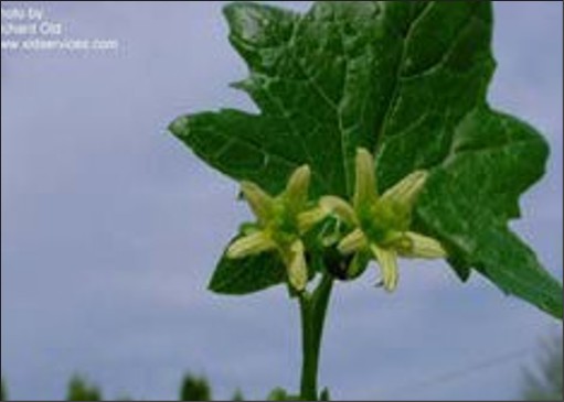 Two small yellow flowers.
