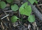 A small plant with a small triangle shaped leaf and two smaller round leaves.