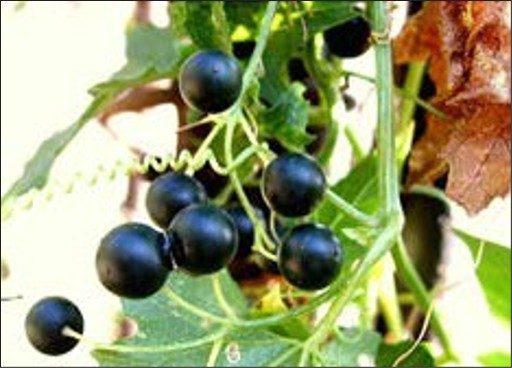Round, black berries on the vine.