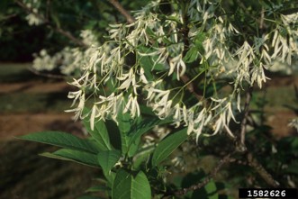 White fringetree with clusters of white flowers and green foliage.