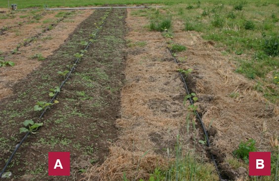 Side-by-side comparison of two crop rows: Plot A has hairy vetch tilled soil with dense weed growth, while Plot B has mowed and mulch hairy vetch tilled soil and has fewer weeds. Drip irrigation lines run through both plots.
