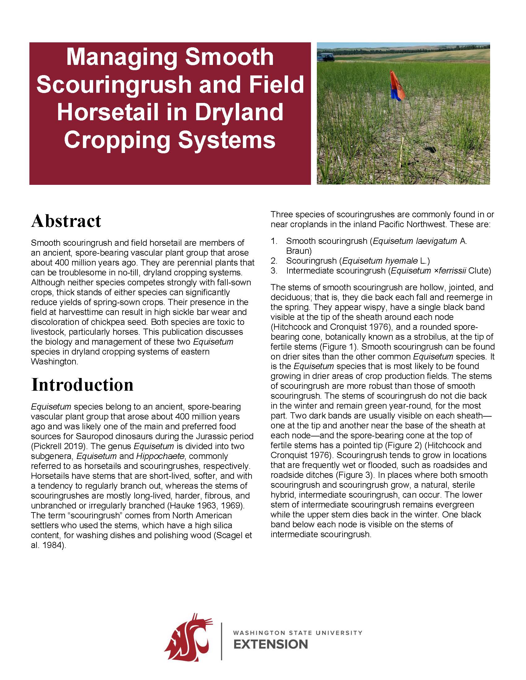 Managing Smooth Scouringrush and Field Horsetail in Dryland Cropping Systems