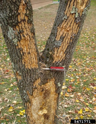 Ash tree with large areas of bark stripped away by woodpecker feeding.