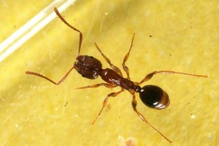 A small brown ant.
