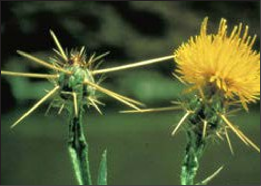 Close-up of two yellow flower heads, one in bloom and one as a bud, with long, sharp spines protruding from the bulbed base.