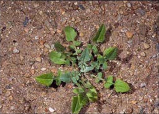 A green weed rosette with spiky lobed leaves.