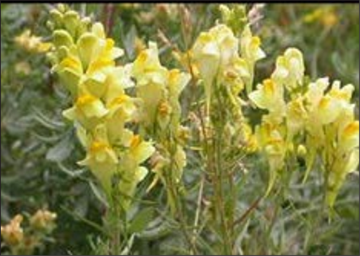 Pale yellow flowers with drooping petals and orange bases.