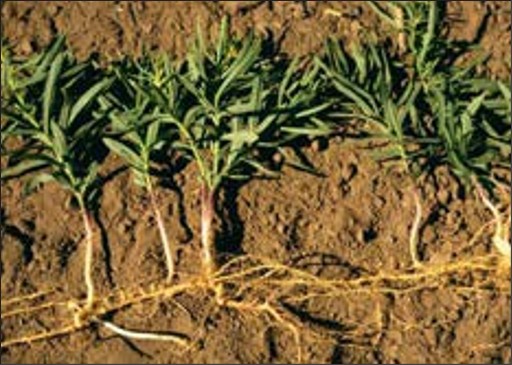 Intact yellow toadflax pulled from the ground, arranged in a row. Each plant contains the leaves, stem, and roots.