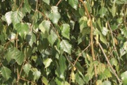 Green leaves on thin branches.