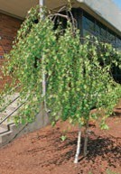 A small tree with drooping branches and green leaves.