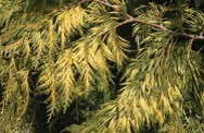 Pine branches with yellow-green needles.