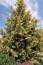 A small evergreen tree with yellow-green needles.