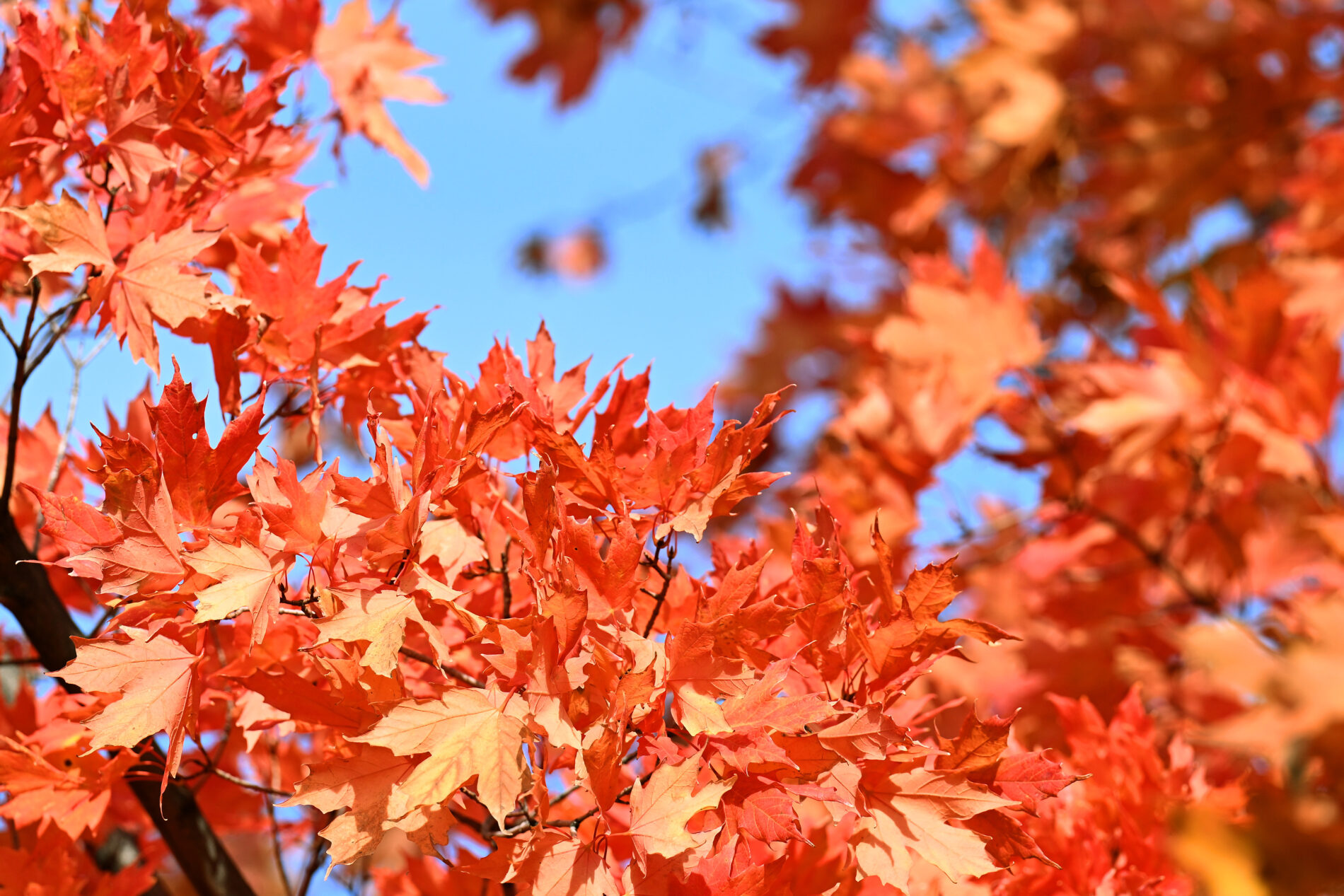 Tree leaves in beautiful fall color