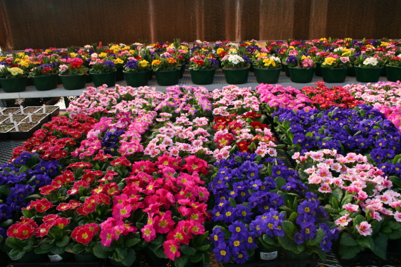 A photo of flowers lined up in pots