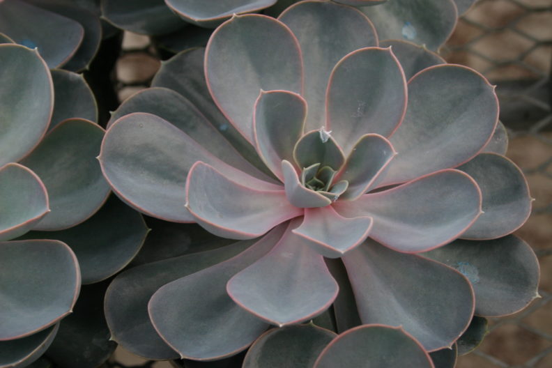 an Echeveria elegans from above