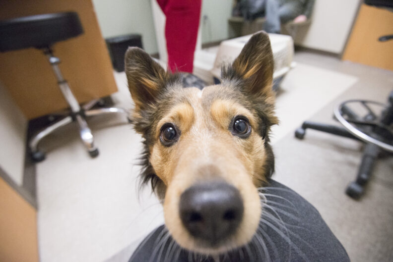 Curious Collie with it's face up close to the camera.