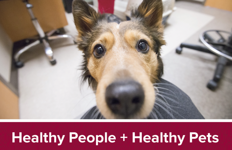 picture of dog looking at the camera with a long nose. The words healthy people + healthy pets is below with a crimson background.