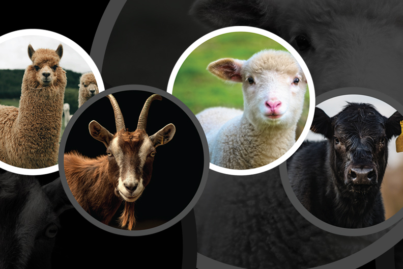 Four images inside circles. L-R, an alpacca, a goat, a sheep, and a cow.