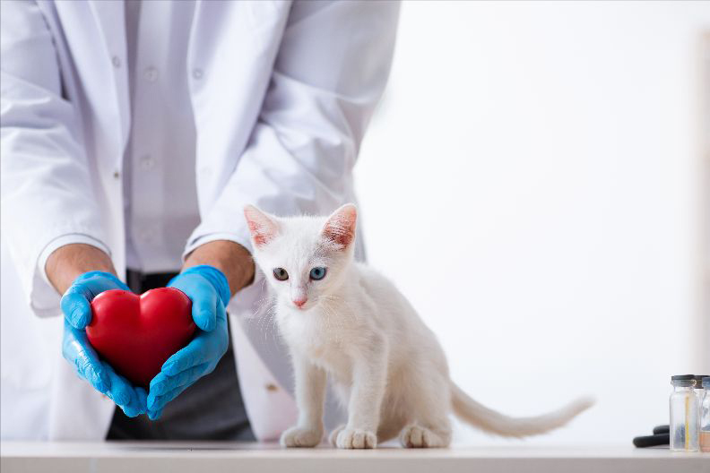 All white kitten on exam table, next to a person wearing lab coat and blue gloves.