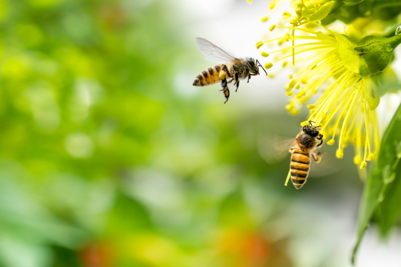 Two honey bees near and on yellow blossom.