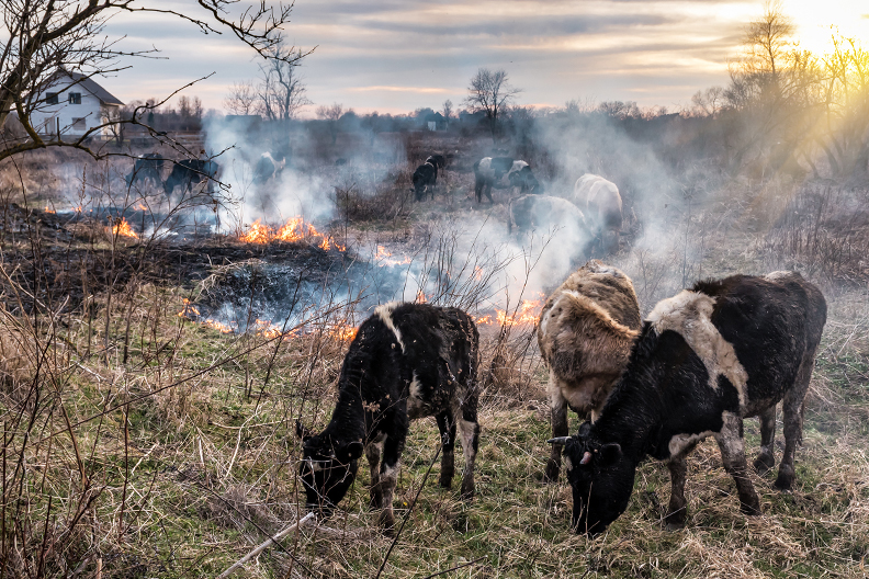 A small herd of cattle graving in the midst of smoldering grass patches.