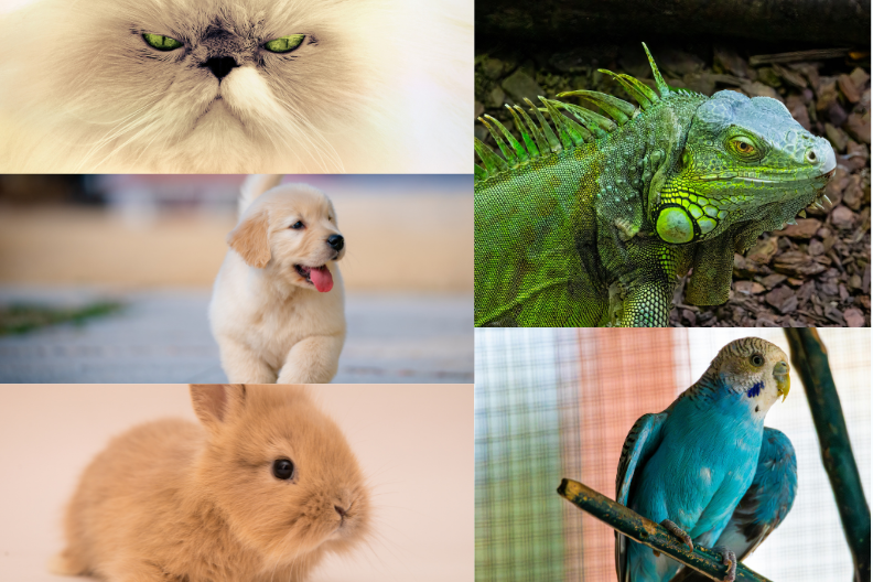 Collage of five photos: white Persian cat, green lizard, teal Budgie, tan baby bunny, and Golden Lab puppy.