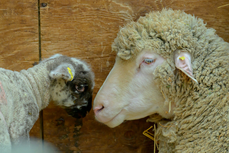 Lamb on left, facing ewe on right.