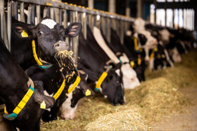 Holstein cows lined up for milking in a dairy