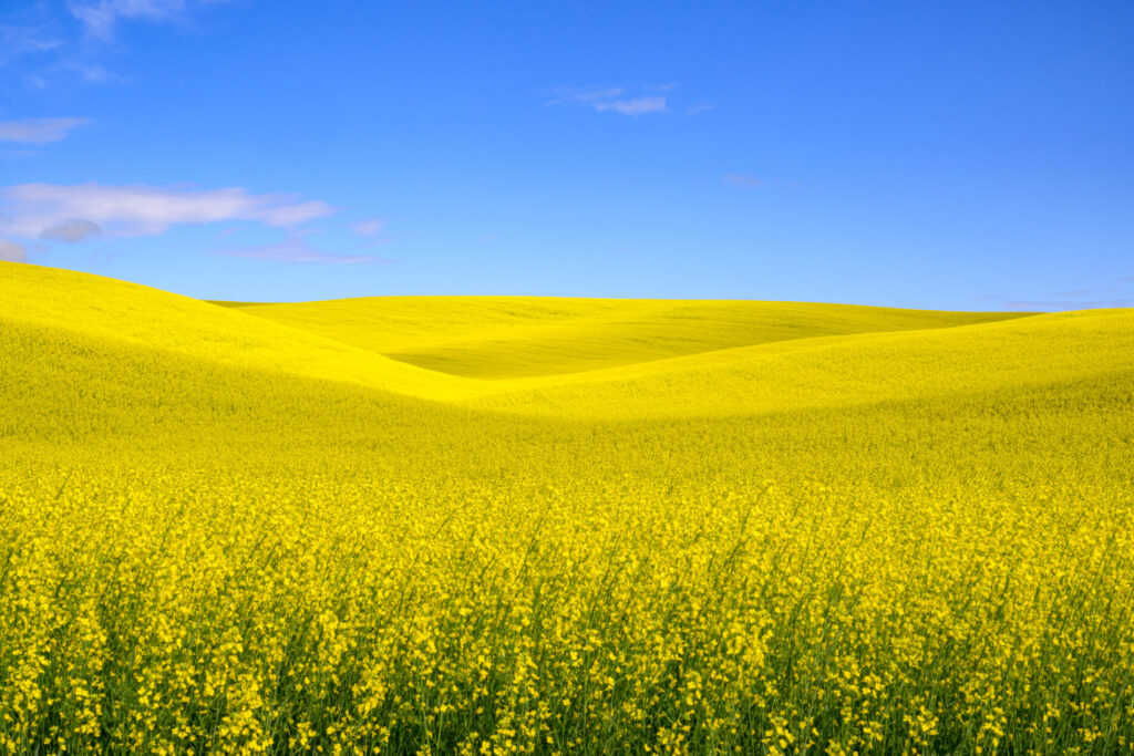 Palouse area agriculture in the summer. Rolling canola fields with yellow blossoms below bright blue summer sky.