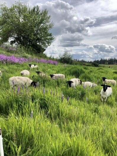 Sheep grazing Lazy R Ranch