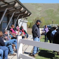 Judge looking at steers