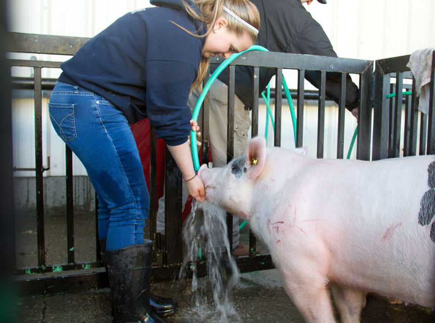 Girl watering pink pig