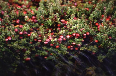 image of cranberry bush