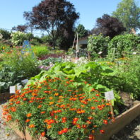 vegetables and flowers in raised beds in the Master Gardener Demonstration Garden at the Grays Harbor Fairgrounds
