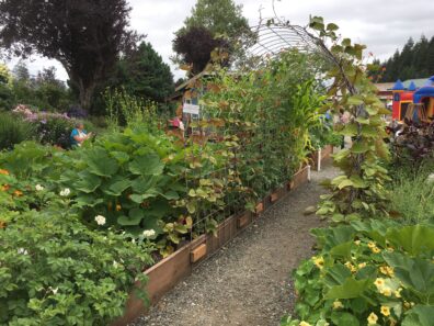Raised beds with potatoes and beans growing on hog wire in demonstration garden