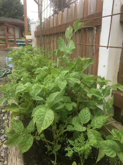 Potatoes & peas (phacelia also shown – lacy-leafed plant) companion planted in a container