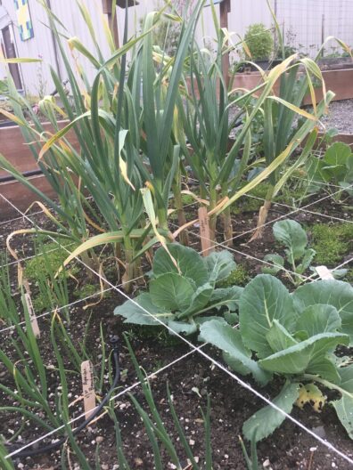 Veggies planted in square foot garden raised bed