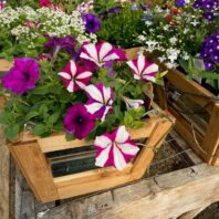 Blooming flowers in Planters for Master Gardener sale