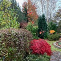 Colorful wooded yard after a decade of growth from planting at 2025 Annual Garden Tour