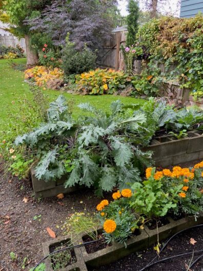 Concrete raised bed with kale and marigolds at2025 Annual Garden Tour