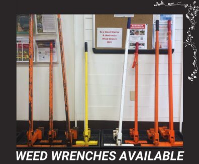Eight weed wrenches of varying sizes propped up in the WSU Extension Office. Text reads, "weed wrenches available."