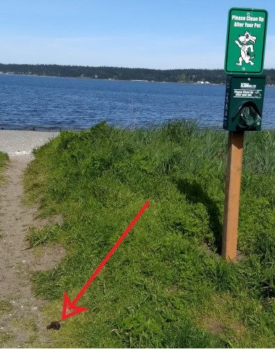 Dog on trail next to waste station on beach