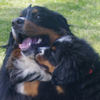 Two dogs - mom and puppy snuggling