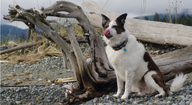 Dog sitting on the beach at Port Williams in Sequim, WA