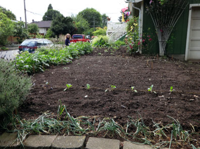 Residential Permaculture Garden