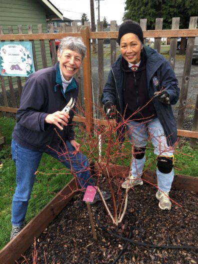 Blueberry Pruning
