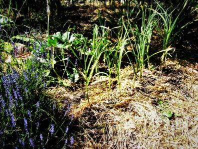Betsy Wharton's Garden